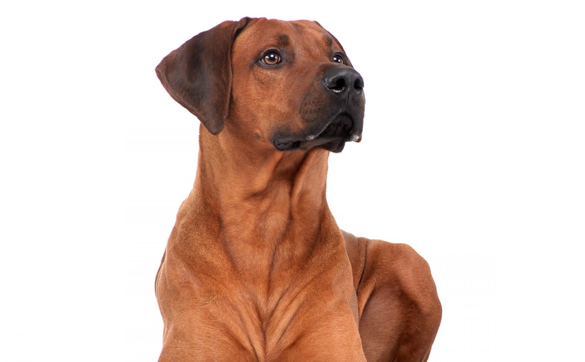 Rhodesian Ridgeback Club Hungary