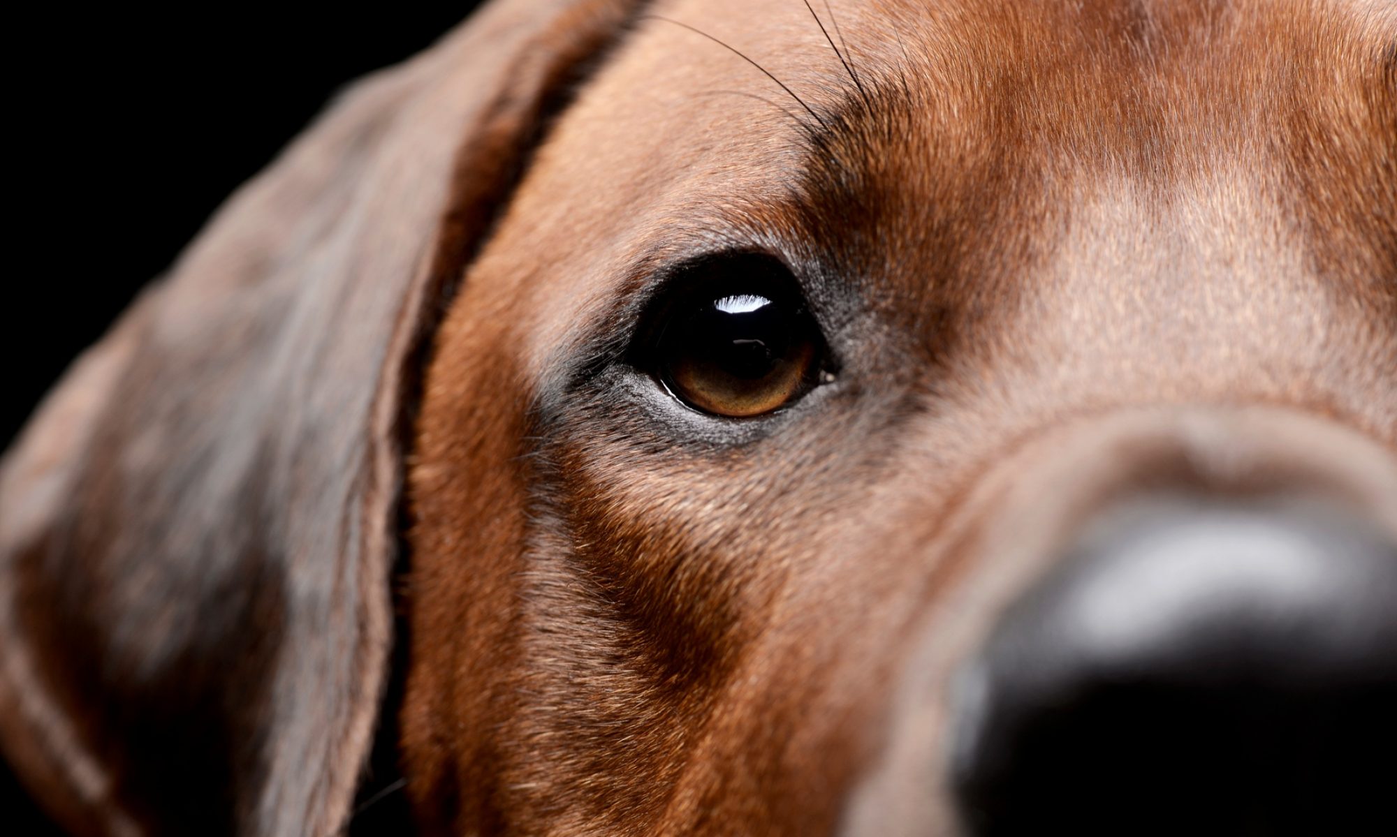 Rhodesian Ridgeback Club Hungary