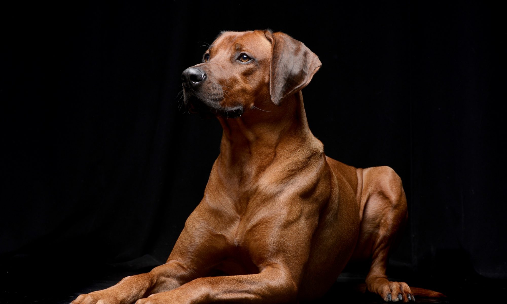 Rhodesian Ridgeback Club Hungary