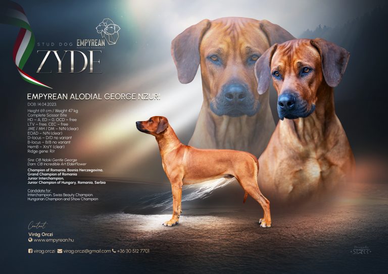 Empyrean Alodial George Nzuri “Zyde” – Rhodesian Ridgeback Club Hungary