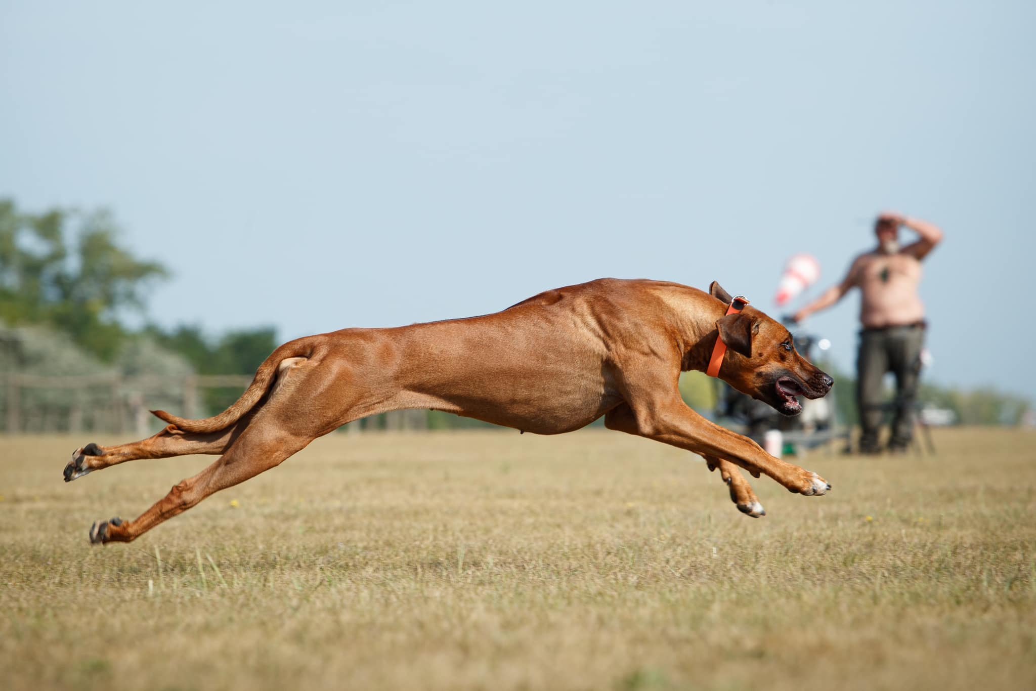 Archetype Rhodesian Ridgebacks Diva Lure Coursing – Rhodesian Ridgeback Club Hungary